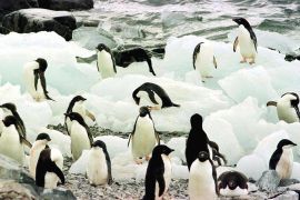 Pingvini, Antarktika