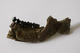 Zubi, Kosti, Arheologija