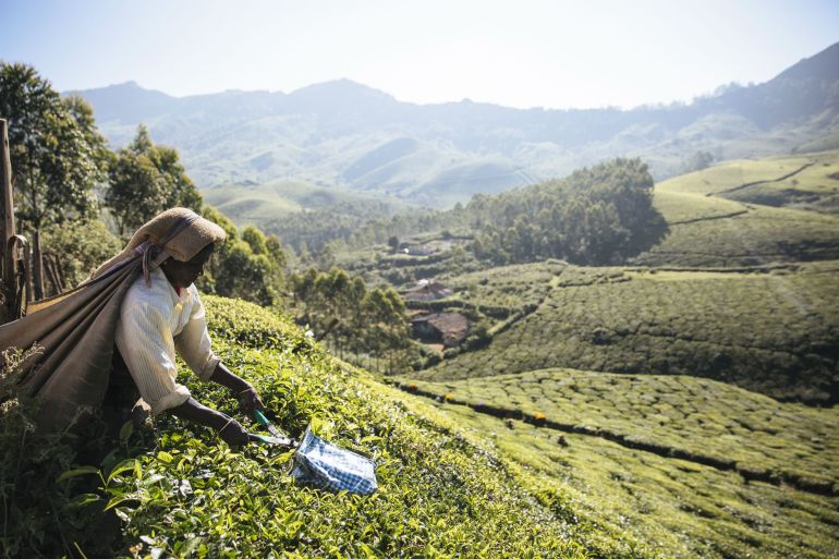 Regija u kojoj je smješten Darjeeling poznata je po proizvodnji čaja
