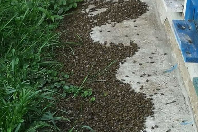Pčele, Pomor pčela, Međimurje, Hrvatska