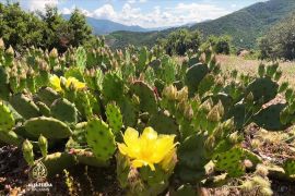 Dolina kaktusa u Demir Kapiji, rijetki prirodni fenomen u S. Makedoniji