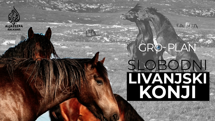 Osamsto divljih konja živi slobodno u okolini Livna | Gro-plan