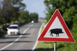 Divlje svinje sve češće silaze u grad s obronaka Medvednice, brda u čijem naručju leži Zagreb (Pixsell)