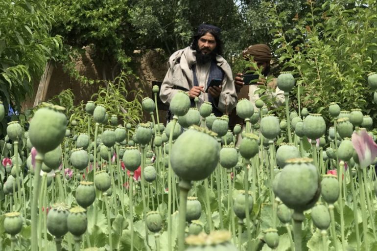 afganistan talibani mak opijum heroin